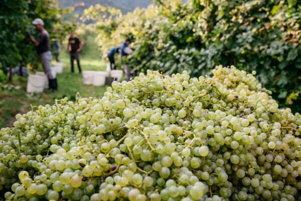 Annuale Valdobbiadene Prosecco Superiore Brut Millesimato DOCG – Elegant & Mineral Sparkling Wine - Image 2