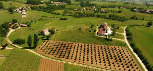 Ruchè di Castagnole Monferrato DOCG – Aromatic & Elegant Red Wine - Image 2