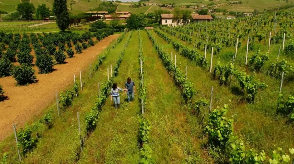 Ruchè di Castagnole Monferrato DOCG – Aromatic & Elegant Red Wine - Image 3