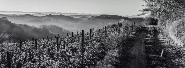 Barbera d'Asti CRU "Solneri" Nizza DOCG – Bold & Elegant Red Wine - Image 3